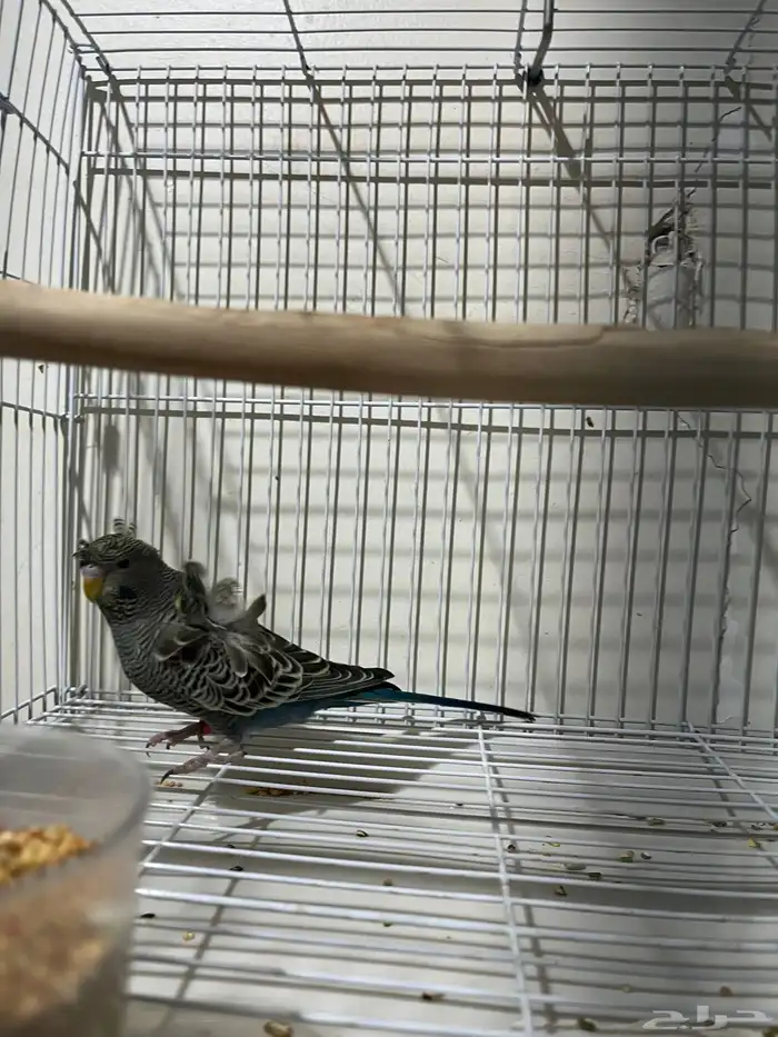 جوز بادجي هوقو بلاك فيس 2