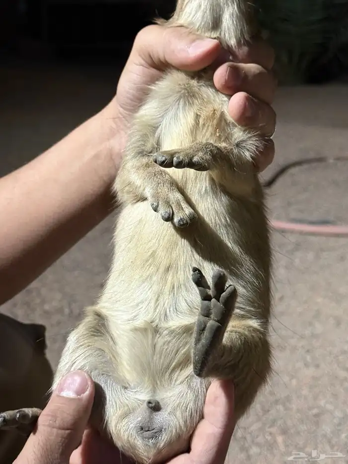 وبران للبيع ذكرين و ثلاث اناثي اعمارهم 8شهور 10