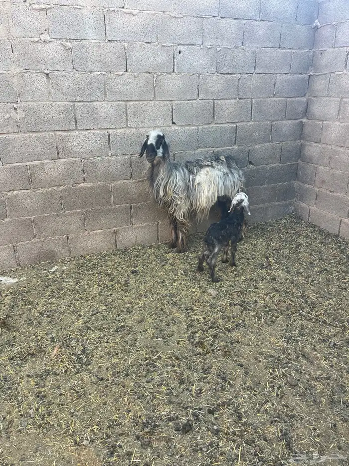 شاة حمراء دغما معها رخل عمرها تقريبا  اسبوع سنها رباع 2