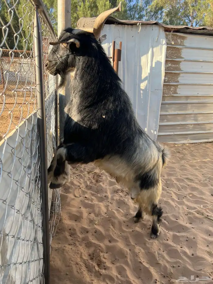 معزاء مع فحلها 0