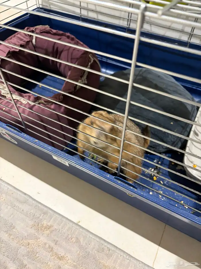 كلب الحقول كلب البراري جدا اليف 0