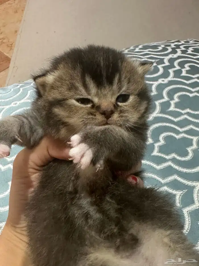 قطط كيتن البيع 7