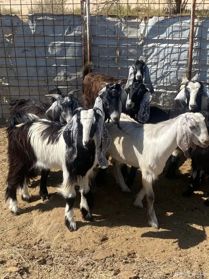 تيوس عوارض 0