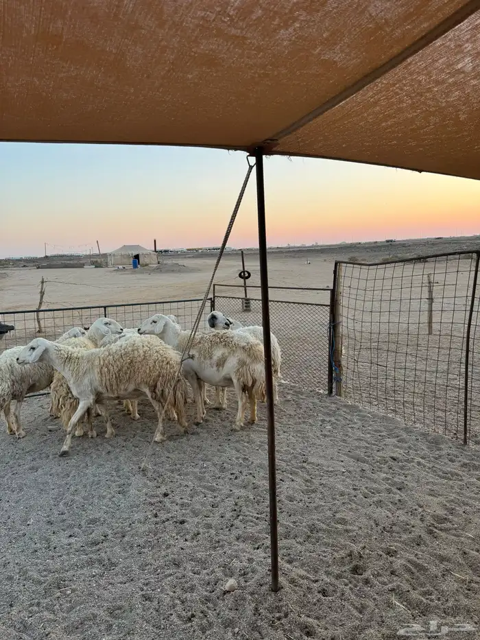 حريات مقاني العدد8 3