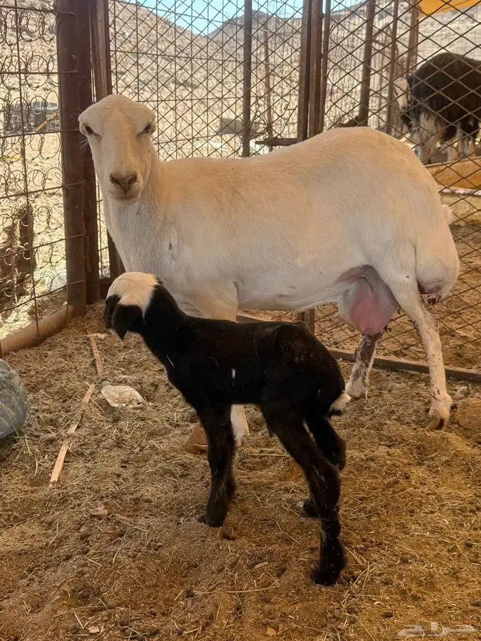 تم البيع وجاري تحويل العموله 2