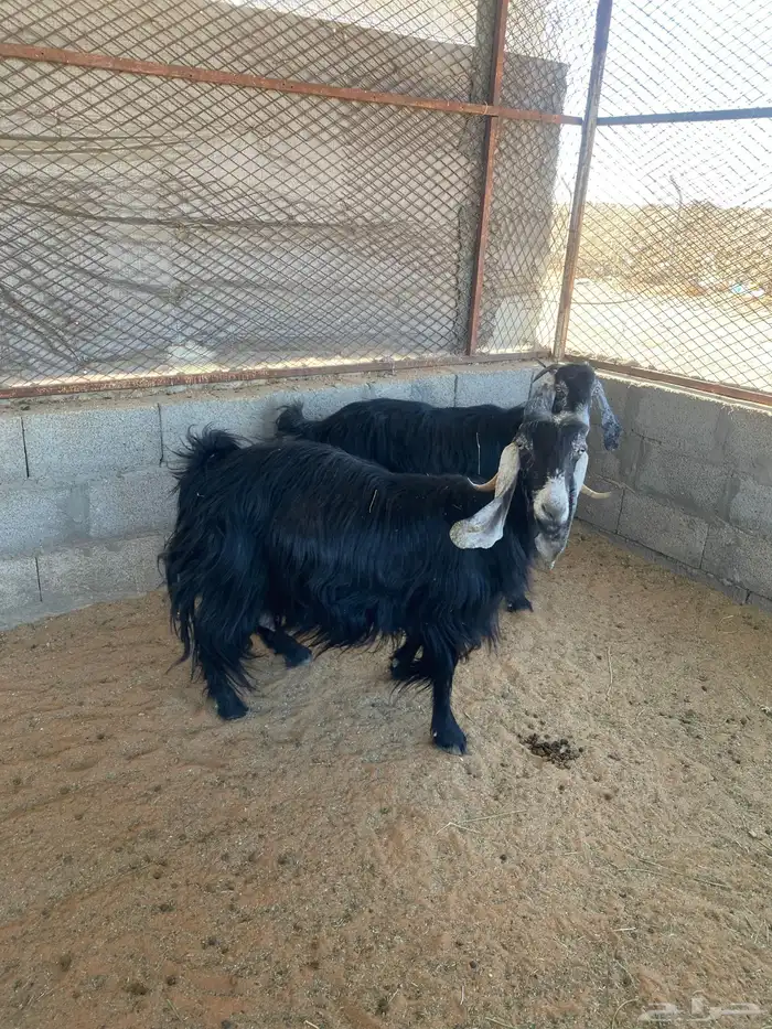 معزا عوارض 4