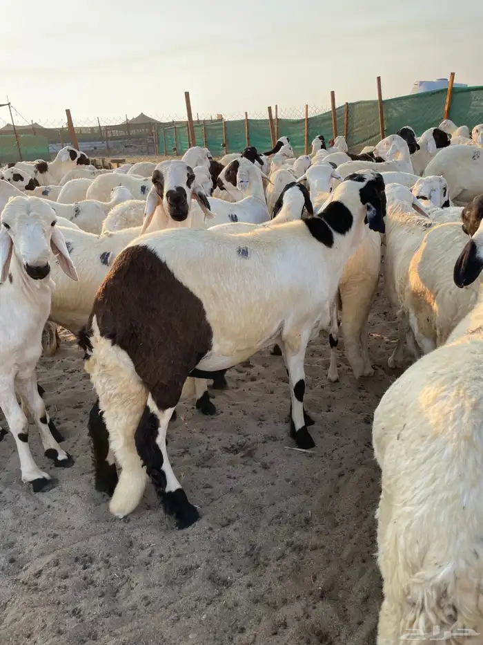 غنم سواكني جملة وتجزئة 6