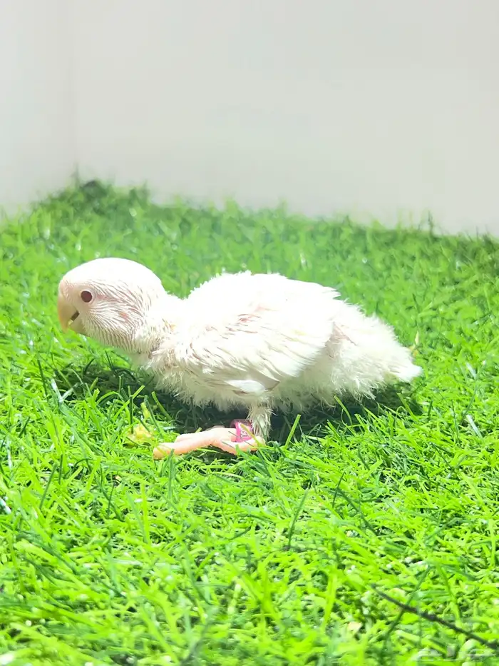 فرخ روز البينو غر 1