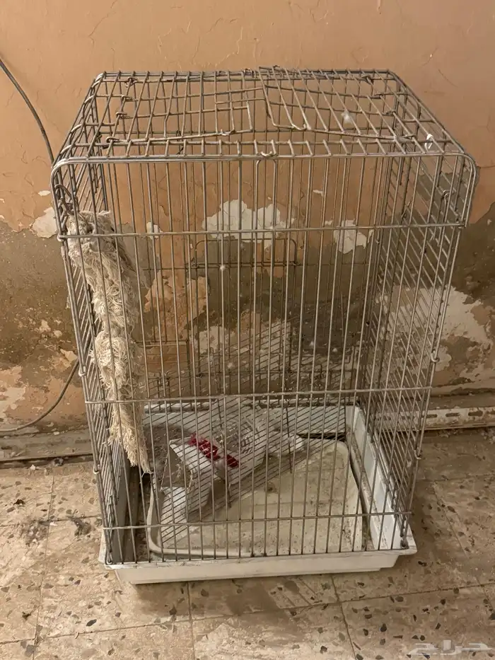 شبك كبير وشبوك 5