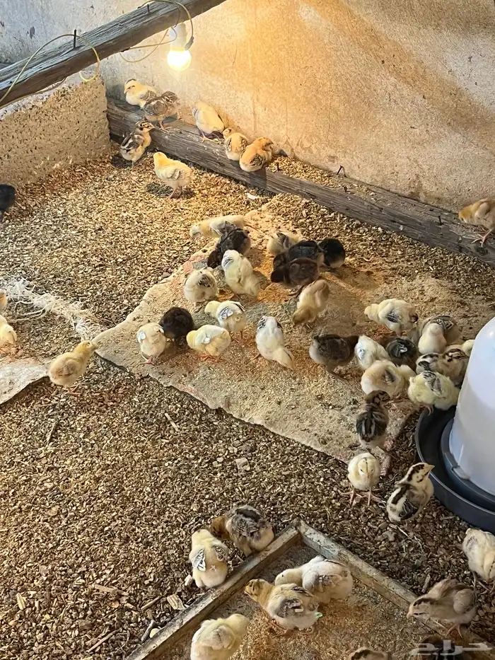 تم البيع الله يبارك لمشتري 0