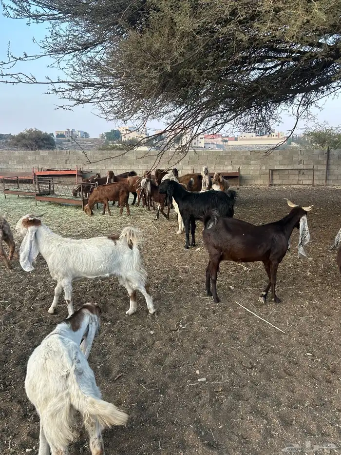 معزا مطوره فاخره 1