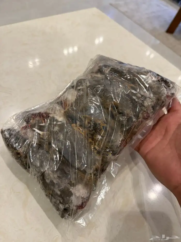 قميري مغربي سعر تصفيه 0