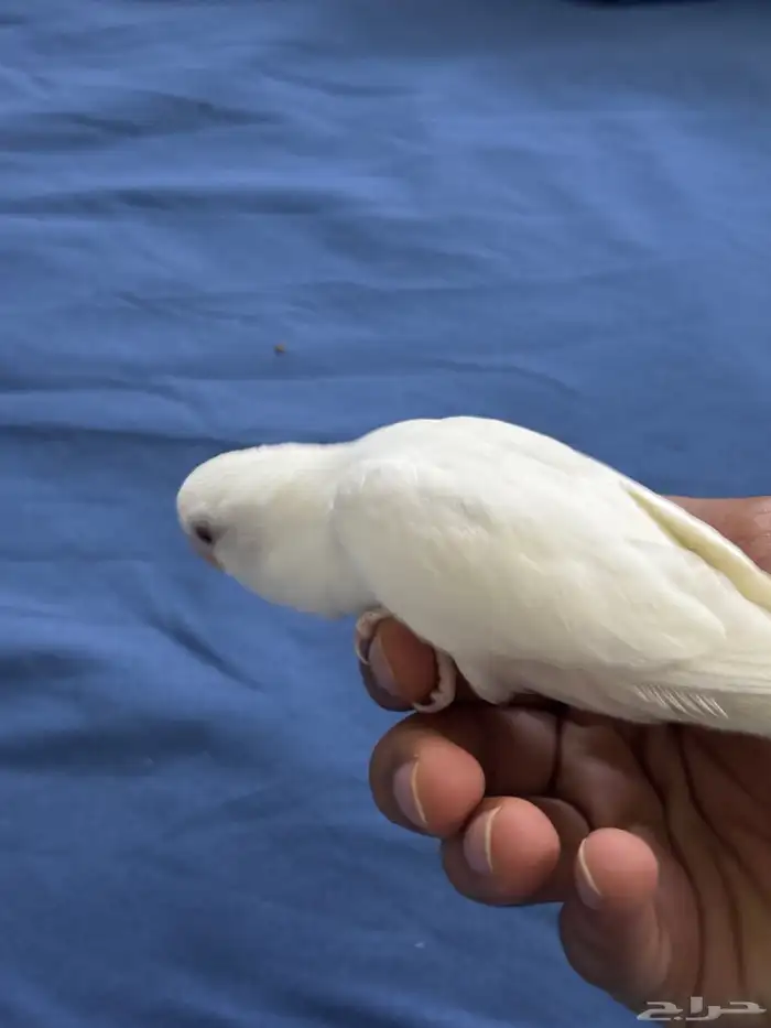 روز البينو عيون احمر اليف 4