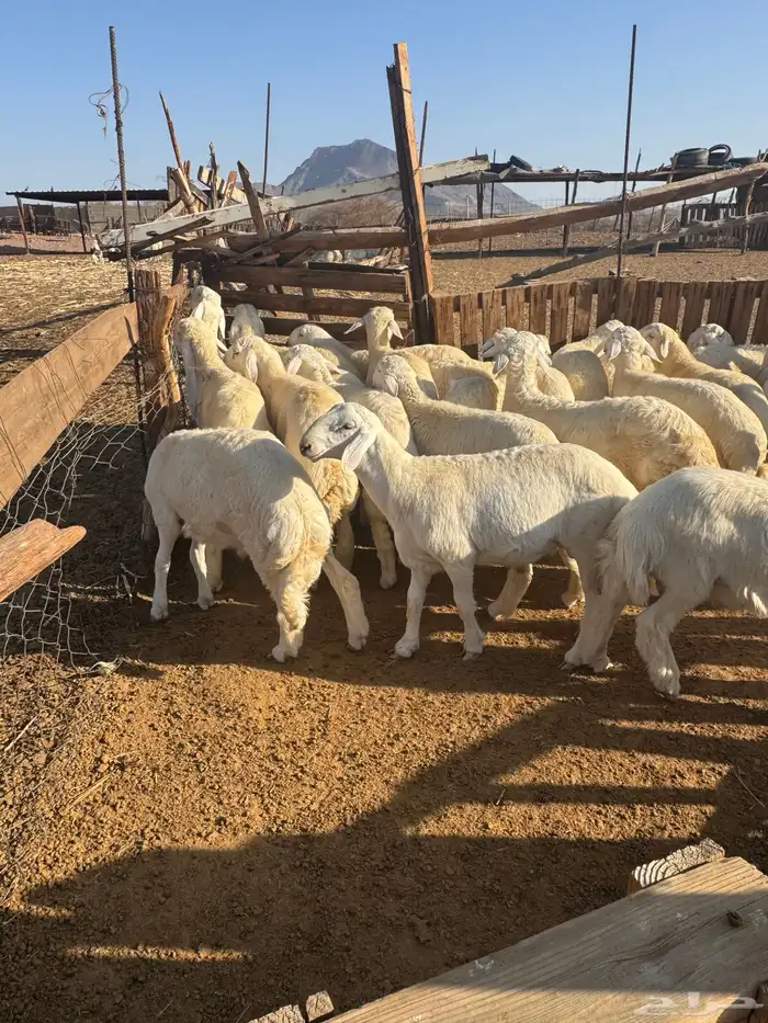 طليان ذبايح نظيفه 1