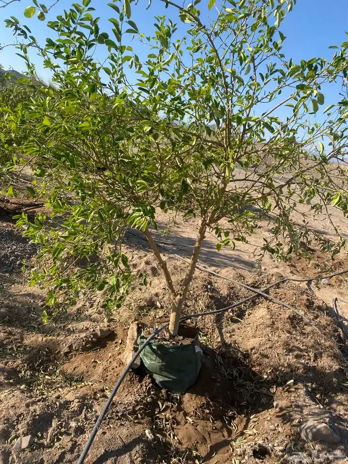 اشجار ليمون بن زهير مثمره عمرخمس سنوات مقلوعه في كيس زراعي 3