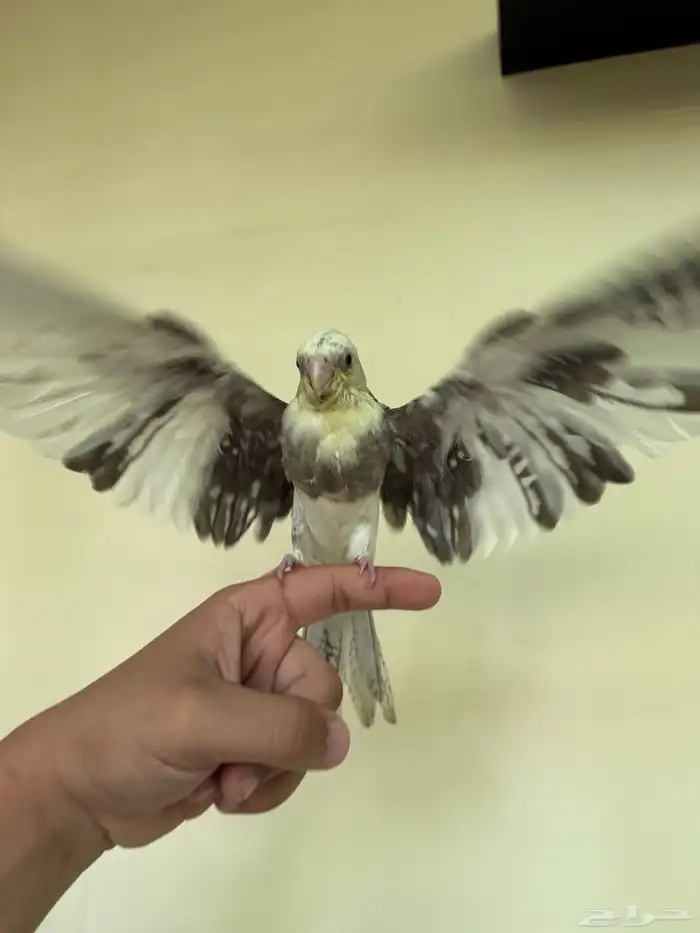 كروان كوكتيل 5