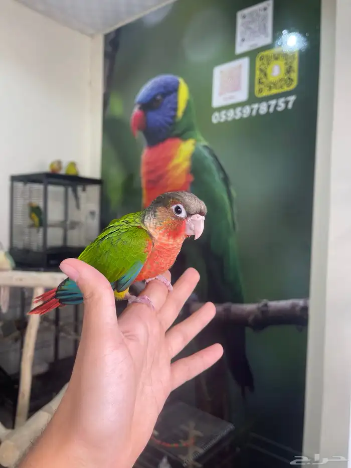 كنيور يلوسايد دبل رد فاكتور 1