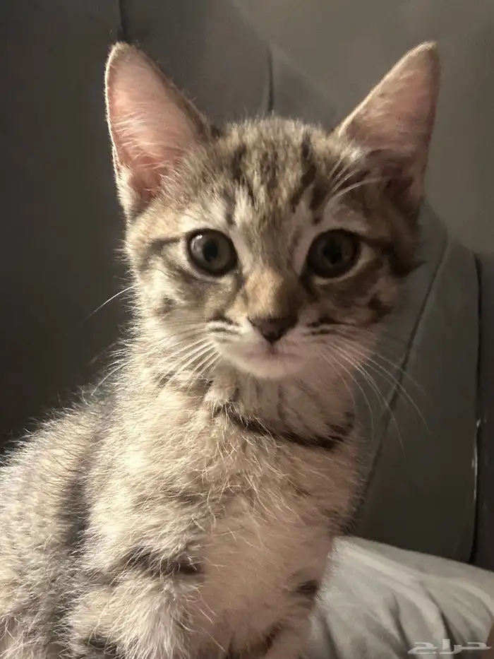 قطة انثى (للتبني) 0