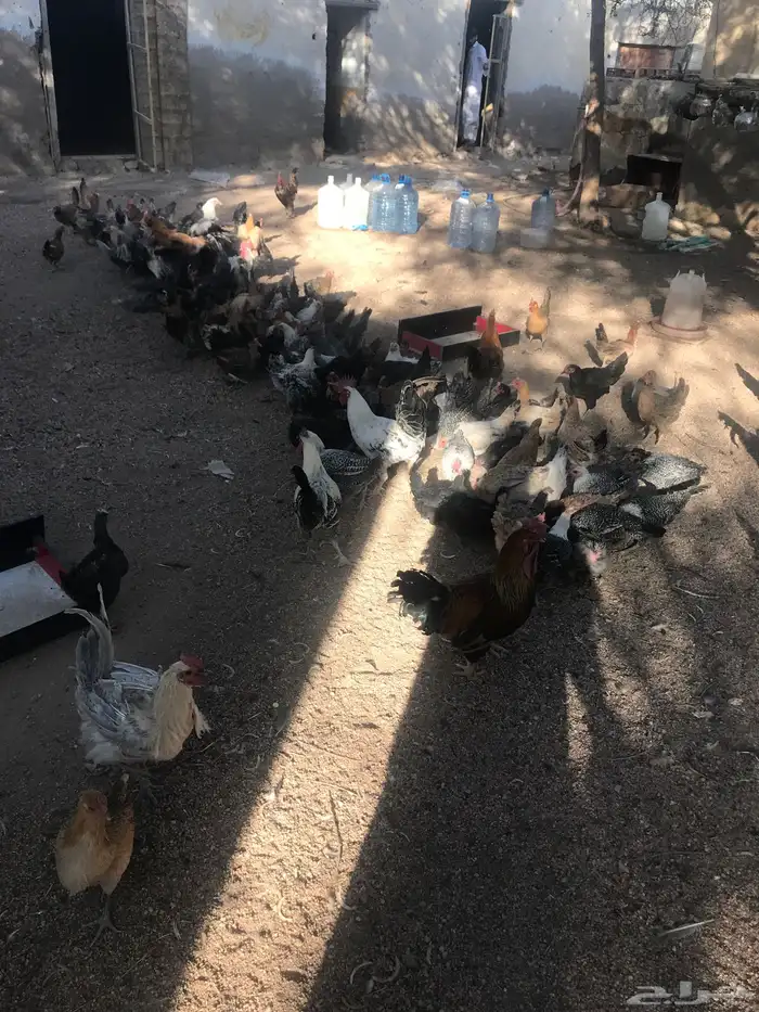 دجاج بياض للبيع 0