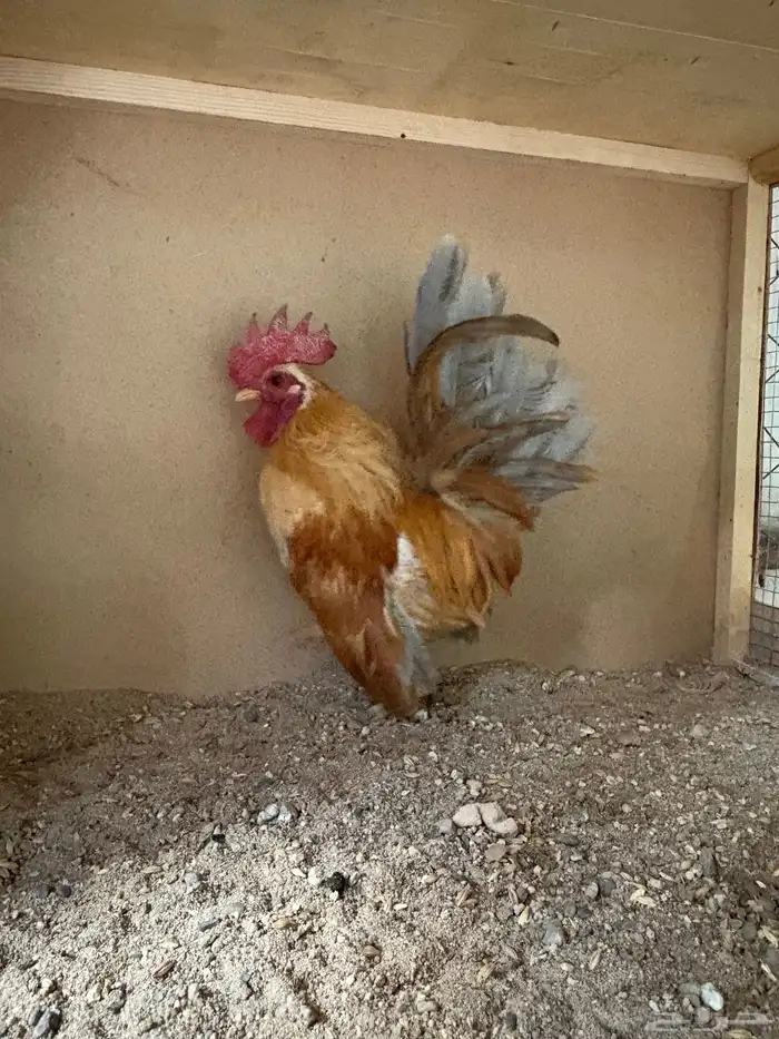 زوجين دحاج سيراما للبيع 4