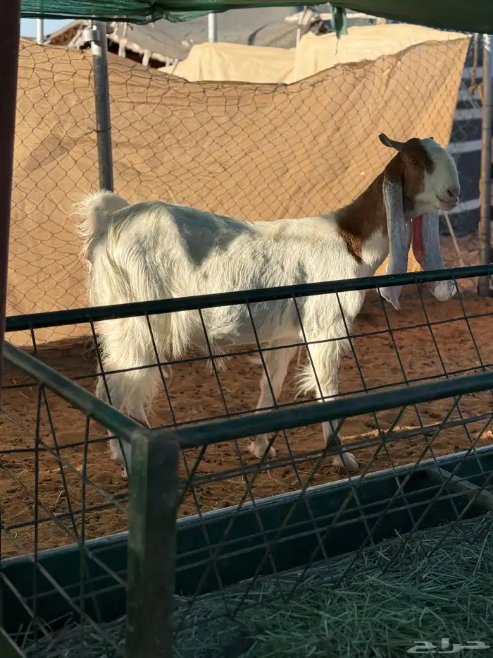 معزا مطورات طيبه 2