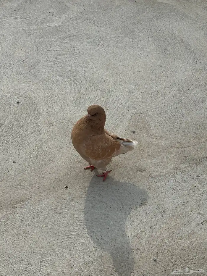 حمام كنق مودينا 3