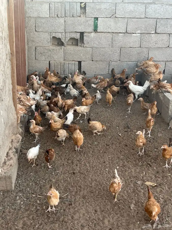 دجاج بلدي فواتح العمر من ثلاثه اشهر الى اربعه 0