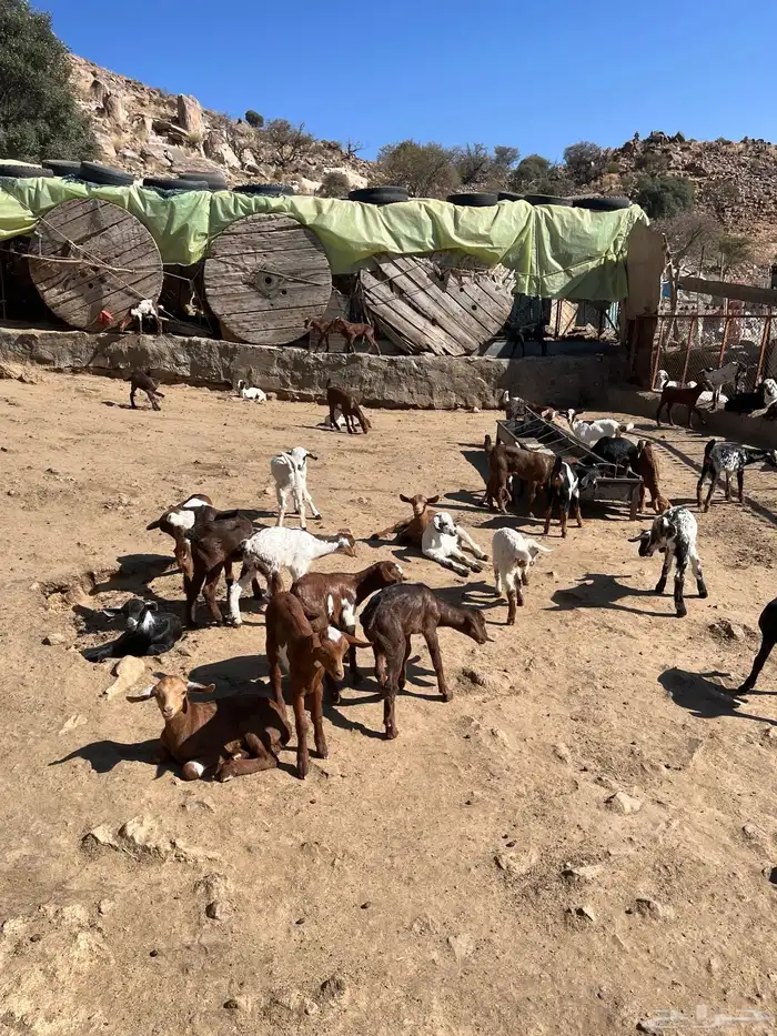 بهم معزا العدد 30 باقي يرضعون حليب العمر شهر 0