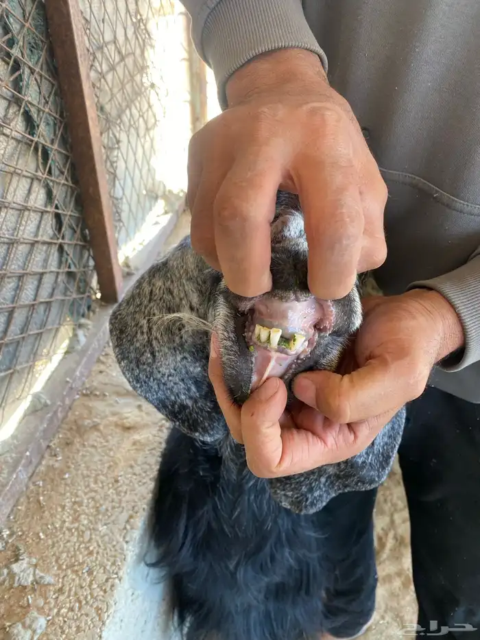 معزا عوارض 1