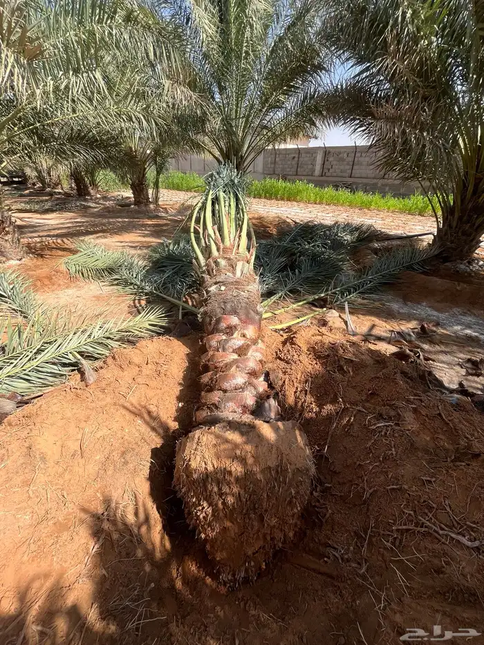 يوجدلديناجميع انواع انخل العربي والواشنطن 12