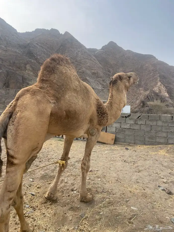 بعير ارك حمر طبعه زين وانتاجه زين وكل شي فيه شرط 1