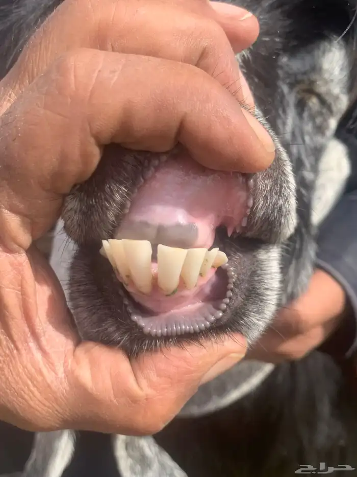 عنزين عارضيات اسداس طيبات 4