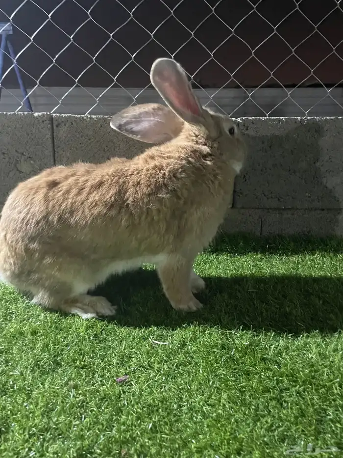 ارنب فلاندر 1