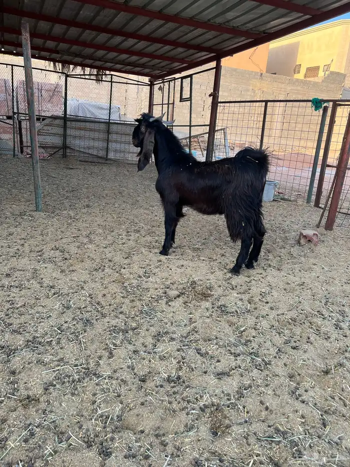 تيس فحل بحالة ممتازة 6