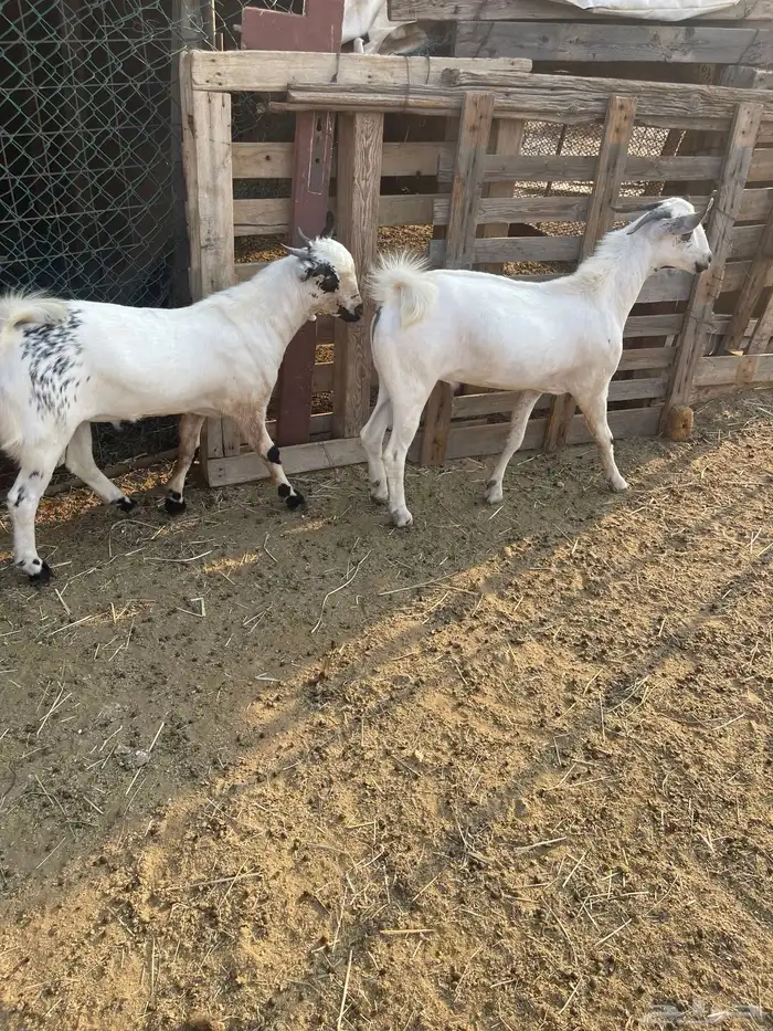 تيوس فحول صنف اعمارها جذعان واحد عمره6اشهر والثاني 10اشهر 5