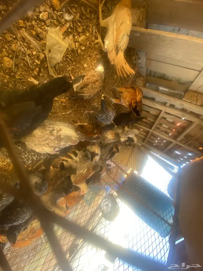 فراريج وديكه 0