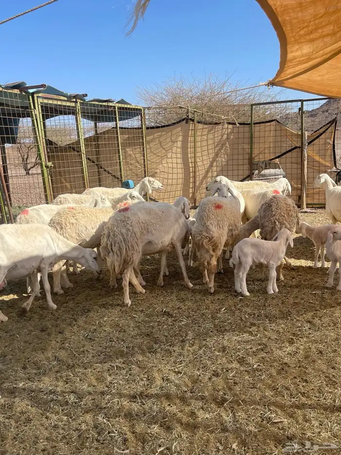 ضان ( تم البيع ) 2