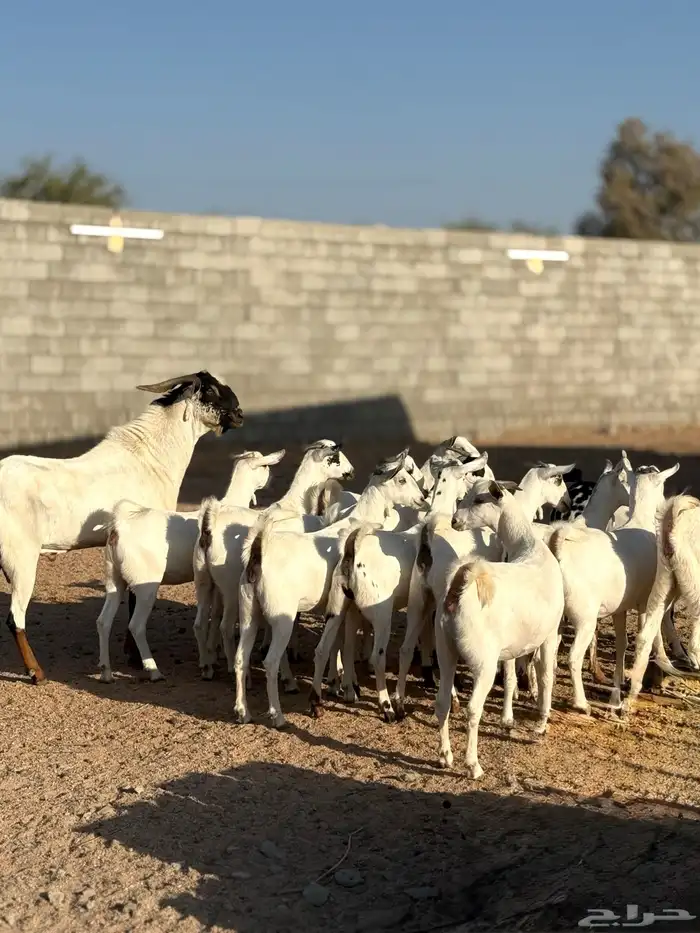 جفرات بيشيه 1