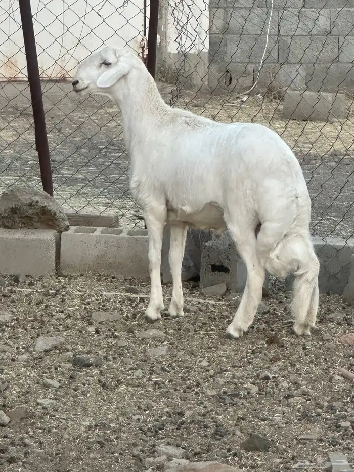 مشروع فحل 1 4