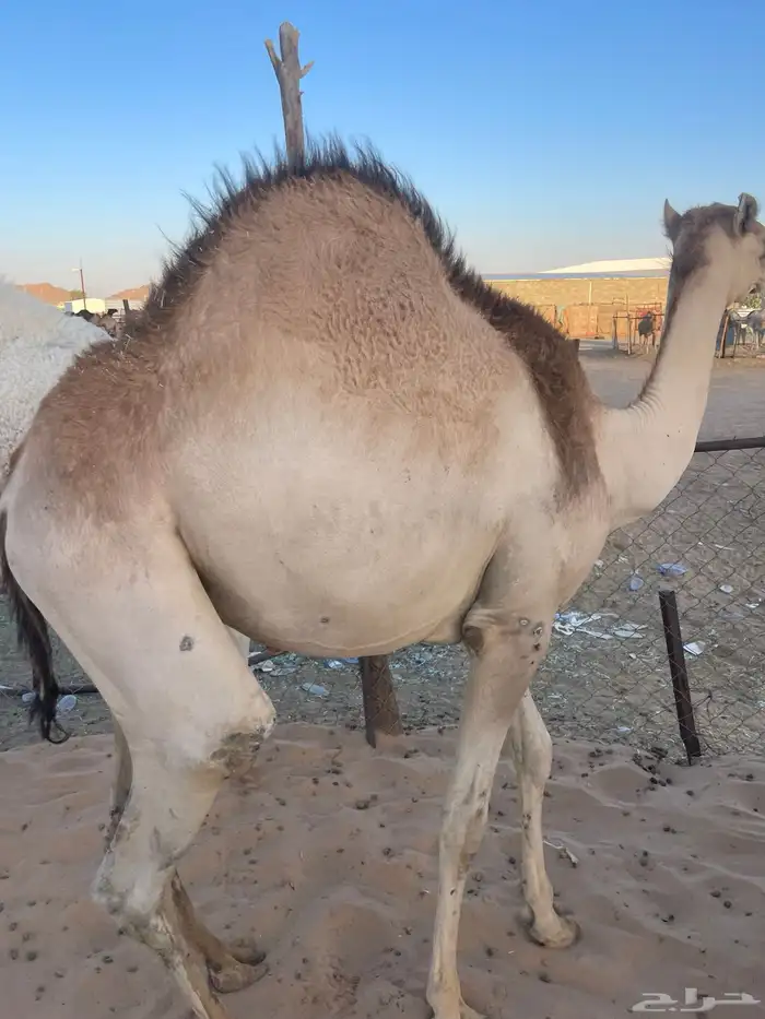 قعدان كفو للمناسبات رقم 3