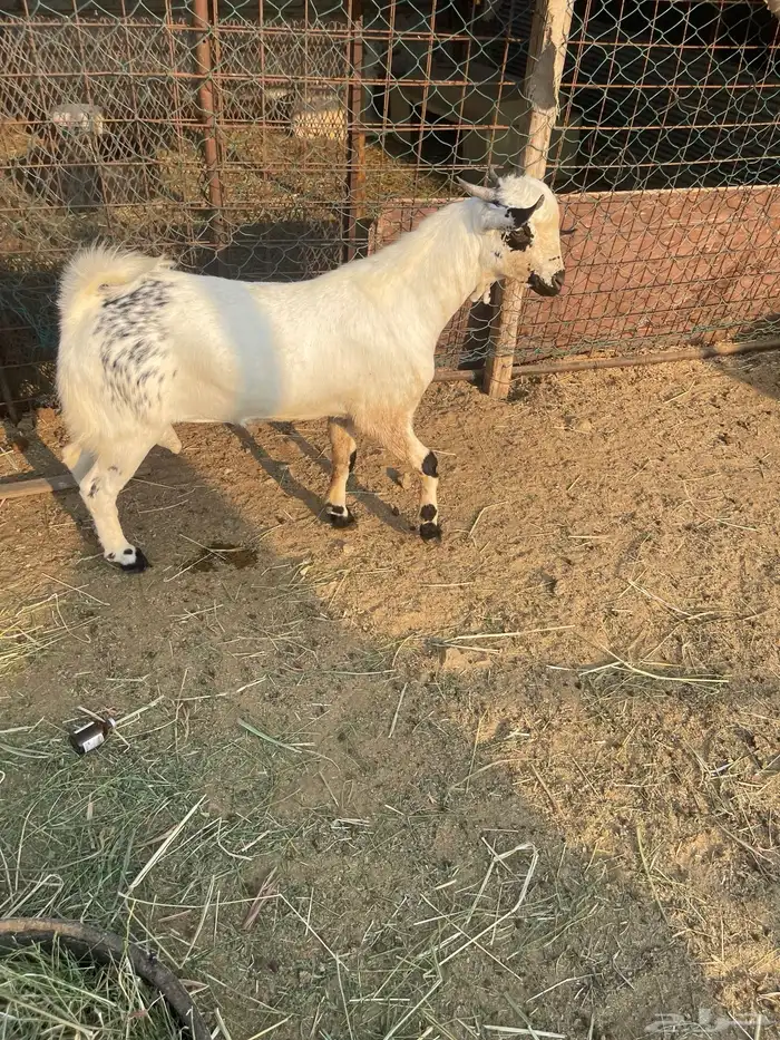 تيوس فحول صنف اعمارها جذعان واحد عمره6اشهر والثاني 10اشهر 11