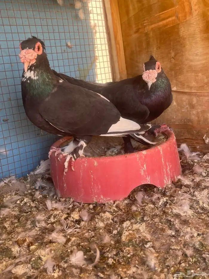 جوز بغدادي 0