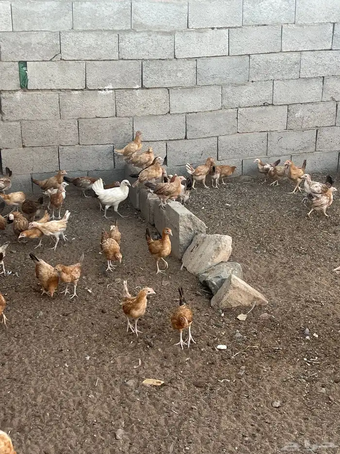 دجاج بلدي فواتح العمر من ثلاثه اشهر الى اربعه 1