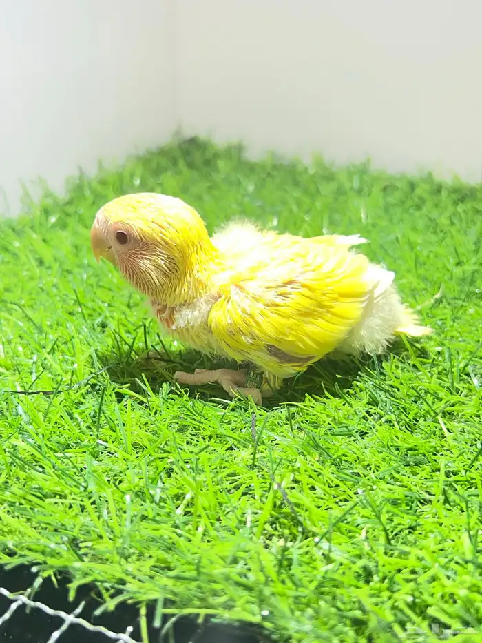 فرخ روز لاتينو غر 2