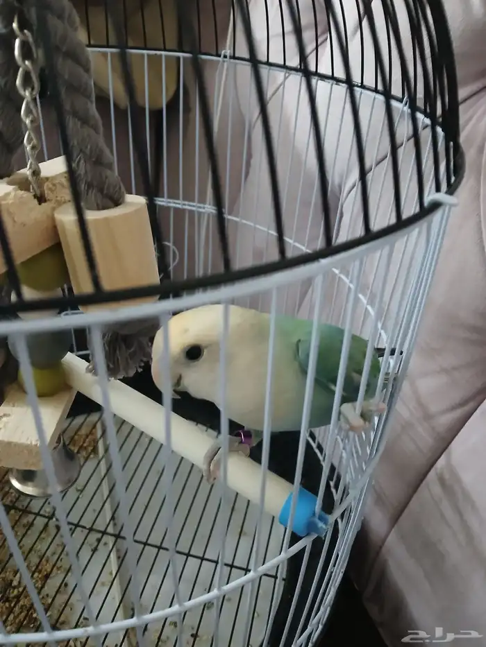 اثنين طير روز للبيع 2