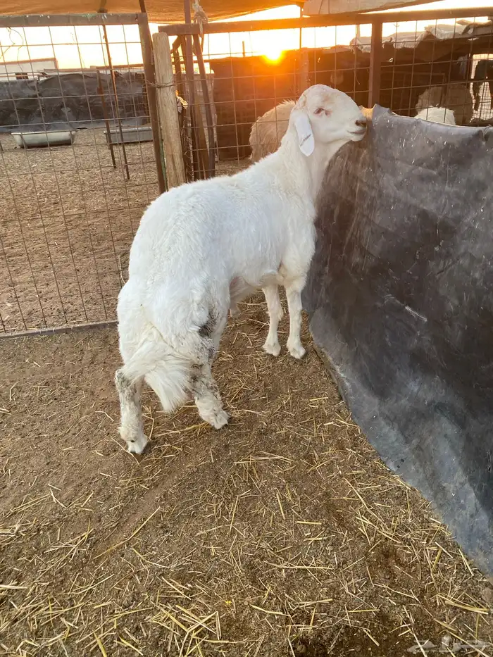 طلي حري خصم الخصم ارتفاع وراس ملكي 5