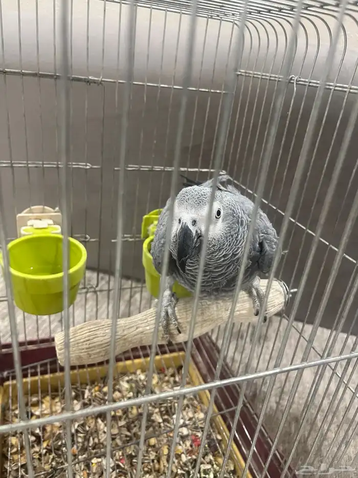 للبيع كاسكو 0