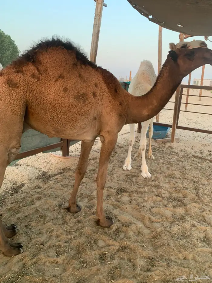 قعودين فل تصلح لمناسبات و الملحمة 1