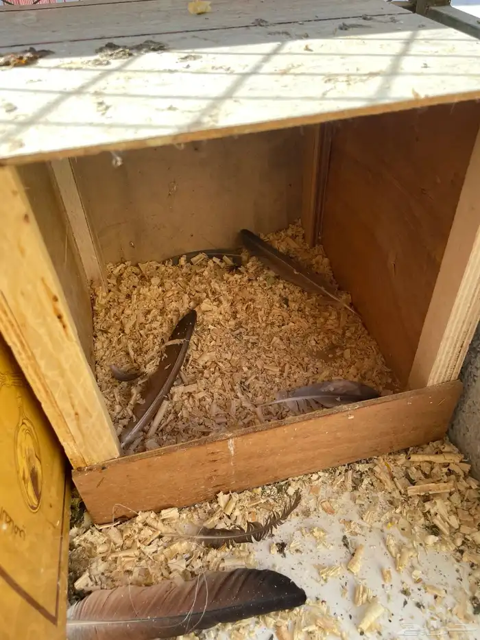 للبيع أزواج حمام 1