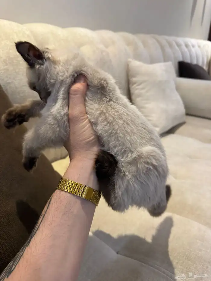 قطة همالايا عمرها شهرين ونص 1